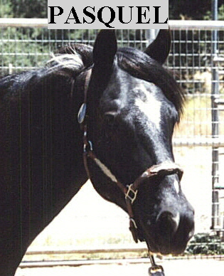 Pasqual, Sire of Angel Face and Ayla